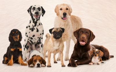 Top 5 Australia’s Most Popular Breeds