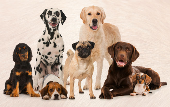 Top 5 Australia’s Most Popular Breeds