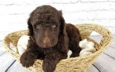 TOP 5 Hypoallergenic
