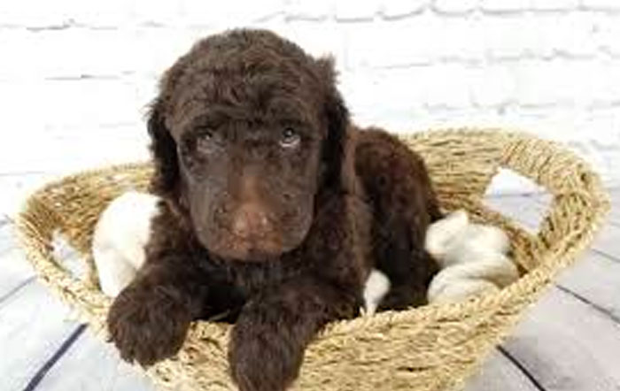 TOP 5 Hypoallergenic