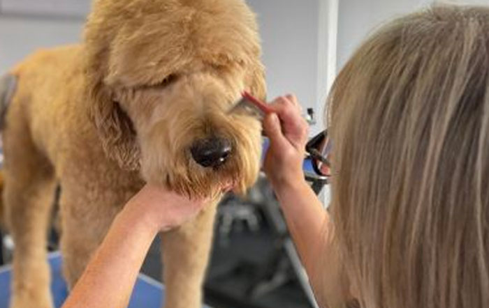 Coat care for your Oodle