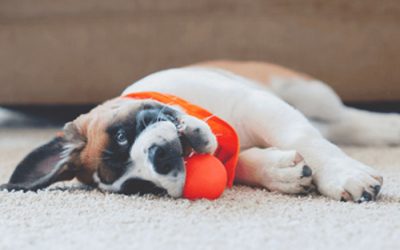 Top 5 Things To Do With Your Dog While Self-Isolating