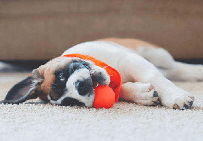 Top 5 Things To Do With Your Dog While Self-Isolating