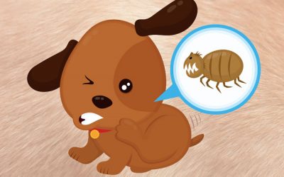 Fleas – What you need to know