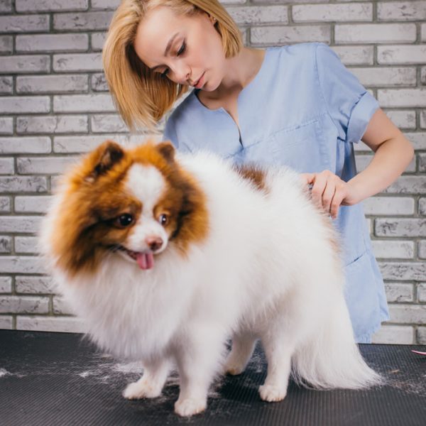 10 Day Groomers Assistant