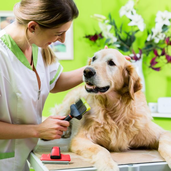 1 on 1 Private Dog Grooming Course