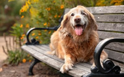 Senior Dogs and their Grooming Needs
